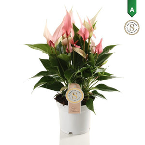 Anthurium Flowering Houseplant – 12cm Pot