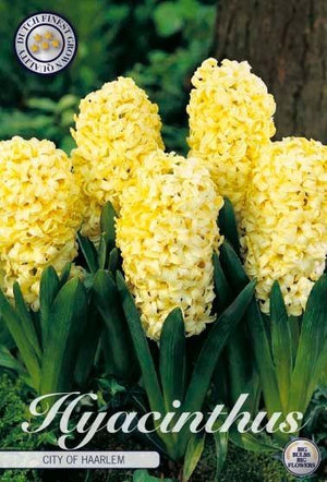 Hyacinth ‘City of Haarlem’ Flower Bulbs – Pack of 5