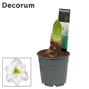 White Hippeastrum ‘Arctic White’ – 12cm Pot