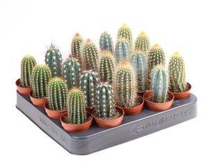 Mixed Cactus Collection – 5.5cm Pot