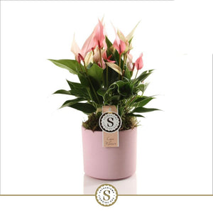 Anthurium Flamingo Flower Plant – 12cm Ceramic Pot