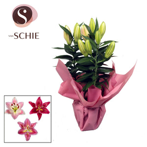 Oriental Lily (Lilium oriental Group) – 13cm Pot
