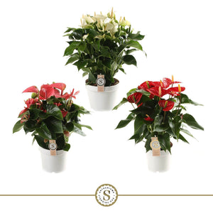 Mixed Anthurium Houseplant – 21cm Pot, 65cm High