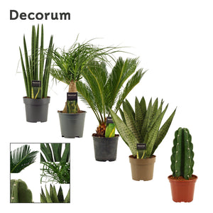 Mixed Hardy Perennial Garden Plant – 13cm Pot