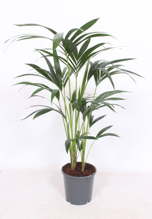 Kentia Palm (Howea forsteriana) – 21cm Pot, 100cm Height