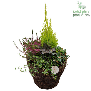 Large Green Plant Arrangement in Salim Pot – 29cm