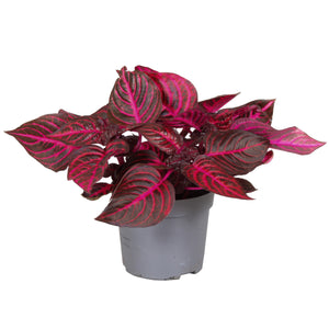 Rich Redstar Bloodleaf Plant (Iresine herbstii) – 13cm Pot
