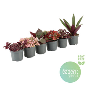 Mixed Pink and Purple Houseplant – 8.5cm Pot