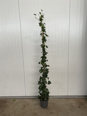 Irish Ivy (Hedera hibernica) – 21cm Pot, 180cm Tall