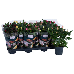Mixed Rose Plant (Rosa) – 10.5cm Pot