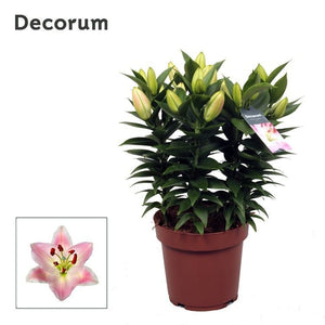 Pink Oriental Lily (Lilium Oriental Group) – 19cm Pot