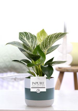 Philodendron White Wave – 12cm Pot, 35cm High