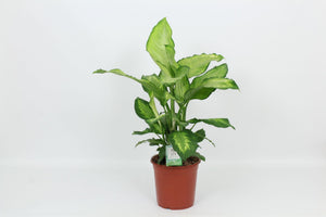 Ivory Green Dieffenbachia (Dumb Cane) – 24cm Pot, 85cm
