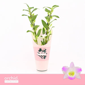 Dendrobium Nobile Orchid ‘Pandora’ – 12cm Pot