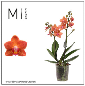 Mixed Phalaenopsis Orchid – 2 Stem, 9cm Pot
