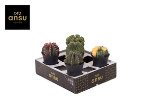 Mixed Cactus Collection – 10cm Pot