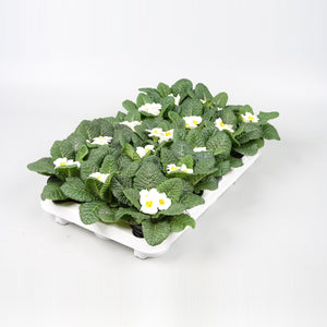 White Primrose (Primula acaulis) – 10.5cm Pot