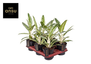 Aglaonema ‘Matcha Lemon’ – 12cm Pot