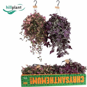 Mixed Tradescantia Houseplant – 17cm Pot