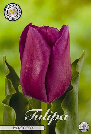 Tulip ‘Passion’ Triumph Bulbs – 7 Bulbs
