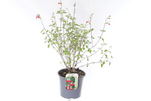 Hot Lips Mexican Bush Sage (Salvia microphylla) – 17cm Pot