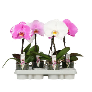 White Phalaenopsis Orchid – 9cm Pot, 35cm High