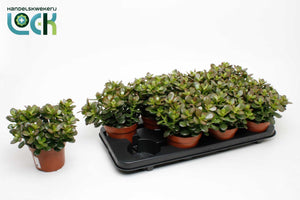Crassula Succulent Plant – 12cm Pot, 20cm High