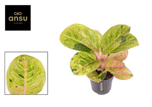 Aglaonema ‘Apple Fantasy’ – 12cm Pot
