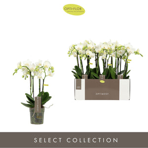 White Phalaenopsis Orchid (4 Stem) – 12cm Pot