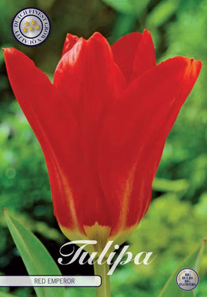 Red Emperor Fosteriana Tulip Bulbs – 12cm Bulbs
