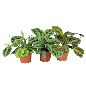 Prayer Plant (Maranta leuconeura) – 12cm Pot