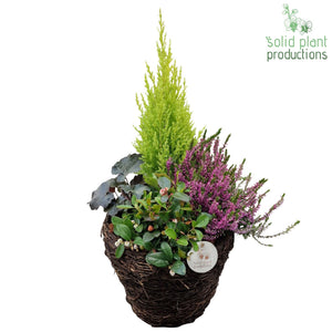 Salim Medium Plant Arrangement – 26cm Pot