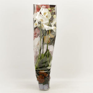 White Phalaenopsis Orchid – 3 Stem, 12cm Pot