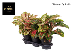 Aglaonema Mixed Varieties – 19cm Pot, 45cm High