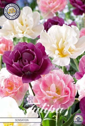Tulipa ‘Garden Sensation’ Flower Bulbs – 12/+ Size