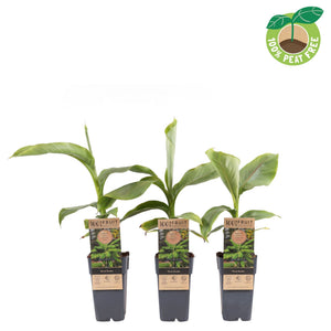 Hardy Banana Plant (Musa basjoo) – 15cm Pot