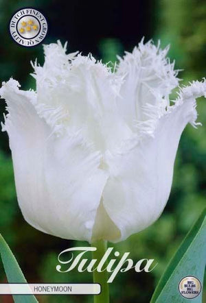 Fringed Tulip ‘Honeymoon’ Bulbs – 12/+ Size