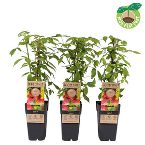 Ottawa Raspberry Plant (Rubus idaeus) – 15cm Pot