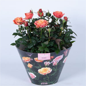 Orange-Pink Patio Rose ‘Hit Orange’ (Rosa) – 23cm Pot
