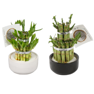 Lucky Bamboo (Dracaena sanderiana) – 8cm Black & White Ceramic Pot