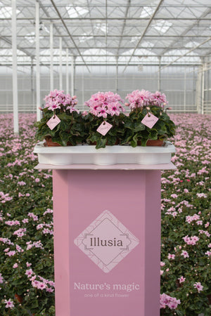 Pink Small-Flowered Cyclamen persicum – 13cm Pot