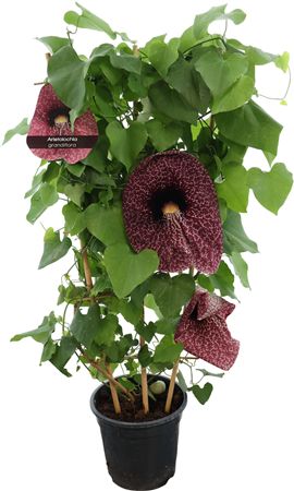 Dutchman’s Pipe Plant (Aristolochia macrophylla) – 21cm Pot