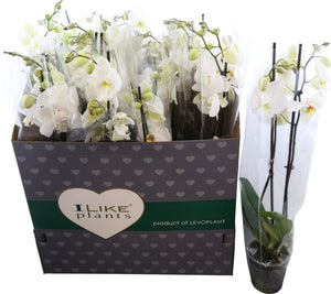 White Phalaenopsis Orchid – 3 Stems, 12cm Pot