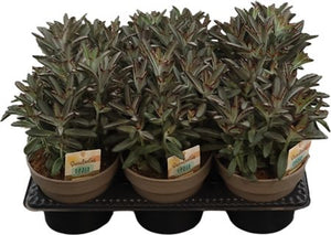 Panda Plant (Kalanchoe tomentosa 'Nigra') – 14cm Pot