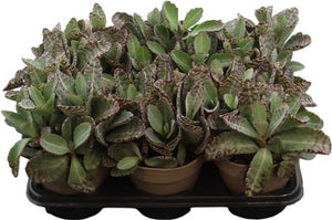Kalanchoe ‘Perdiz’ Houseplant – 14cm Pot