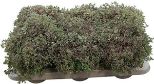 Sedum cauticola ‘Lidakense’ – 13cm Pot