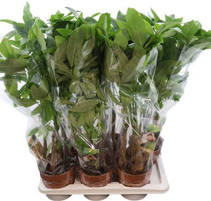 Money Tree (Pachira aquatica) – 17cm Pot, 65cm High