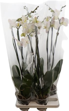White Phalaenopsis Orchid – 3 Stem, 15cm Pot