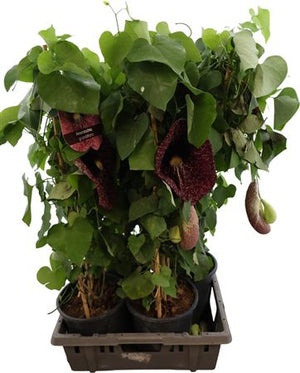 Dutchman’s Pipe Plant (Aristolochia macrophylla) – 21cm Pot