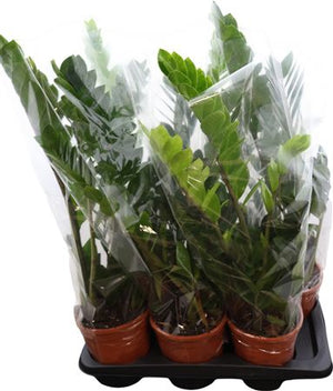 ZZ Plant (Zamioculcas zamiifolia) – 17cm Pot, 80cm Tall